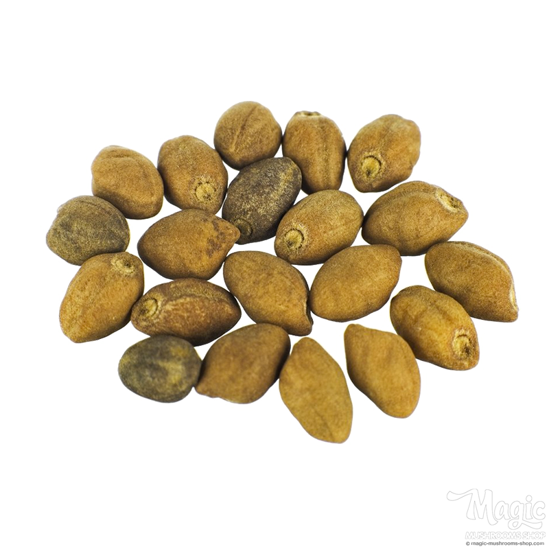 Ololiuqui | Rivea Corymbosa  