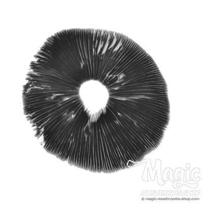 Albino A+ spore print