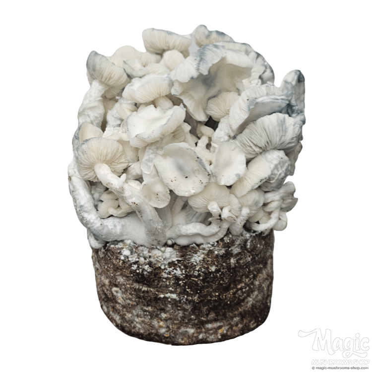 Mushroom grow kit Albino XP