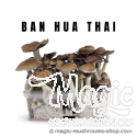 Mondo®  kit de cultivo Thai