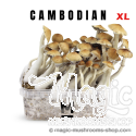 Mondo® kit de cultivo Cambodia XL