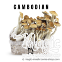 Mondo® kit de cultivo Cambodia