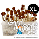 Cambodian XL Kit de cultivo - GetMagic