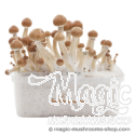 FreshMushrooms® kit de cultivo  Amazon