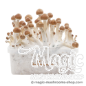 FreshMushrooms® kit de cultivo B+