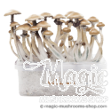 FreshMushrooms® kit de cultivo Golden Teacher