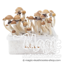 FreshMushrooms® kit de cultivo McKennaii