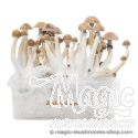 FreshMushrooms® kit de cultivo Mexican