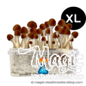 Golden Teacher XL Kit de cultivo - GetMagic