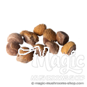 Hawaiian Baby Woodrose (Argyreia nervosa) semillas | 10 Semillas
