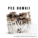 Mondo® kit de cultivo PES Hawaii