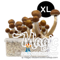 McKennaii XL Kit de cultivo - GetMagic
