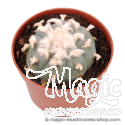 Peyote cactus