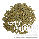 Grano de centeno