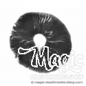 Spore print McKennaii psilocybe cubensis