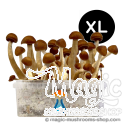 Thai XL Kit de cultivo - GetMagic