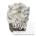 True Albino Teacher Cloud920® XL Borsa Pronti per l'Uso