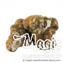 Magic Truffles Utopia