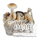 Yellow Umbo Cloud920® XL Bolsa listo para cultivar - EDICIÓN LIMITADA
