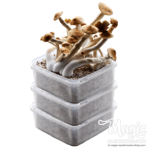 magic mushroom combi pack dicount