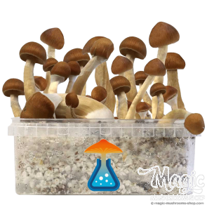 GetMagic Magic Mushroom grow kit XL