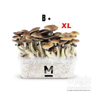 Myceliumbox