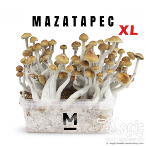 Mazatapec MycoMate® XL Myceliumbox