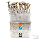 Kit de cultivo combi pack | 3x magic mushroom Kits