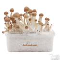 FreshMushrooms® kit de cultivo  Amazon