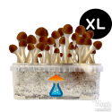 Golden Teacher XL Kit de cultivo - GetMagic