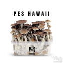 Mondo® kit de cultivo PES Hawaii