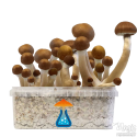 McKennaii Kit de cultivo - GetMagic