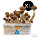 McKennaii XL Kit de cultivo - GetMagic