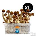 Thai XL Kit de cultivo - GetMagic