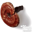  Reishi (Ganoderma Lucidum) Mushroom 