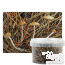 Kit de cultivo exterior de Psilocybe azurescens (Fotos de Caleb Brown, vía Wikimedia Commons)