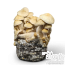 Kit de cultivo de psilocybe cubensis Cascadian Teacher