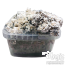 Kit de cultivo de setas mágicas Enigma