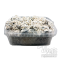 Kit de cultivo Enigma Brainiac