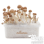 kit de cultivo de Setas Alucinógenas de FreshMushrooms®