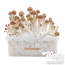 kit de cultivo de Setas Alucinógenas de FreshMushrooms®