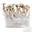 kit de cultivo de Setas Alucinógenas de FreshMushrooms®