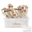 kit de cultivo de Setas Alucinógenas de FreshMushrooms®