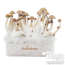 kit de cultivo de Setas Alucinógenas de FreshMushrooms®