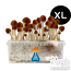 GetMagic Golden Teacher+ XL Grow Kit