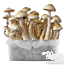 Kit Listo para cultivar de Setas Golden Teacher 'Creme'