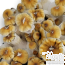 Hillbilly Pumpkin Psilocybe cubensis