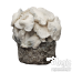 Jack Frost Psilocybe cubensis