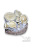 Psilocybe cubensis Makilla Gorilla 