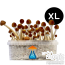 Mazatapec XL Growkit